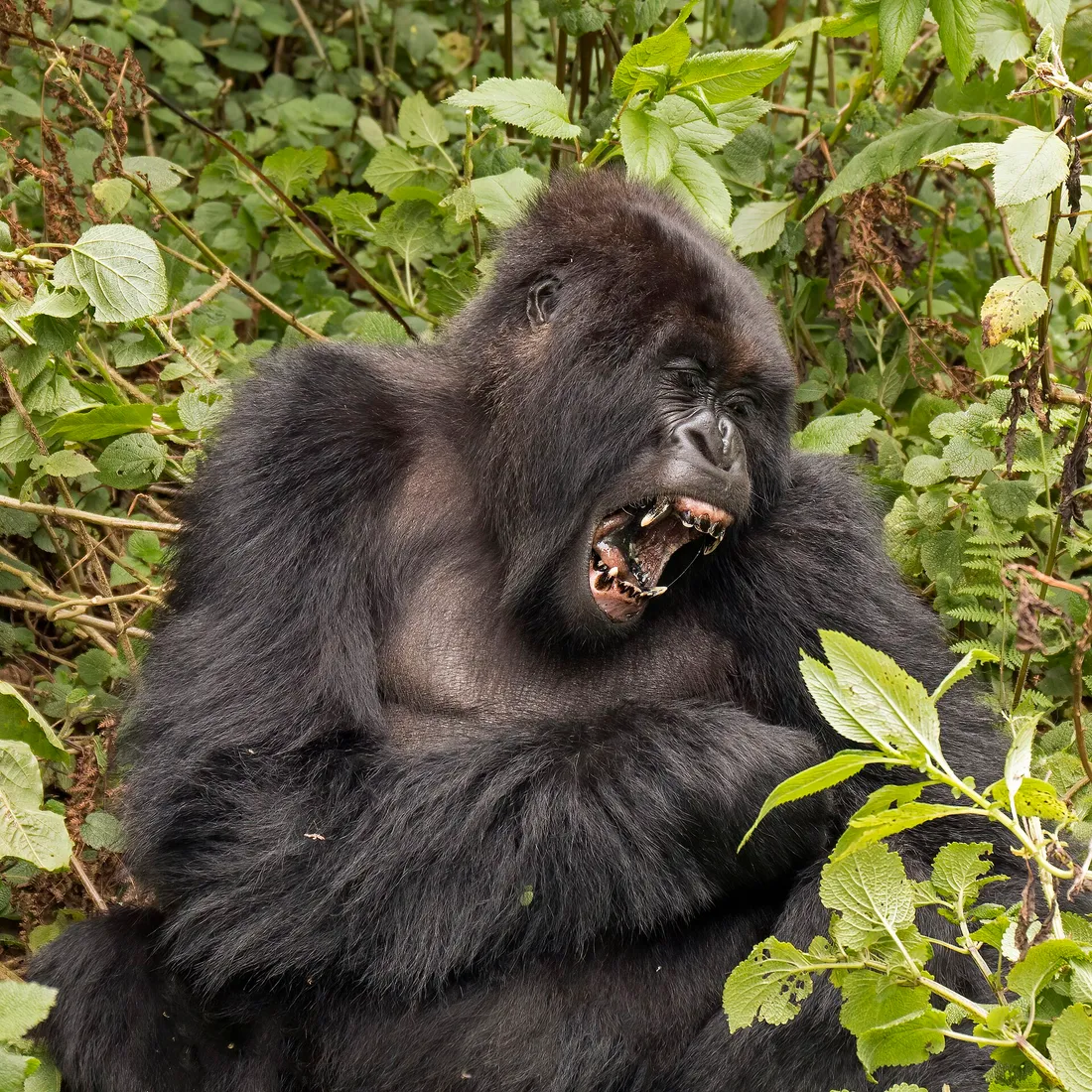 Africa Expansion Initiative — Rwanda chapter